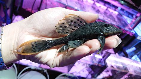 鐵甲武士 魚|水族特攻之魚倉庫水族交流區